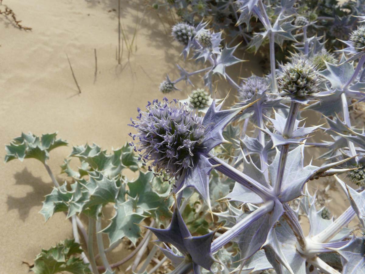Eryngium maritimum / Calcatreppola marittima